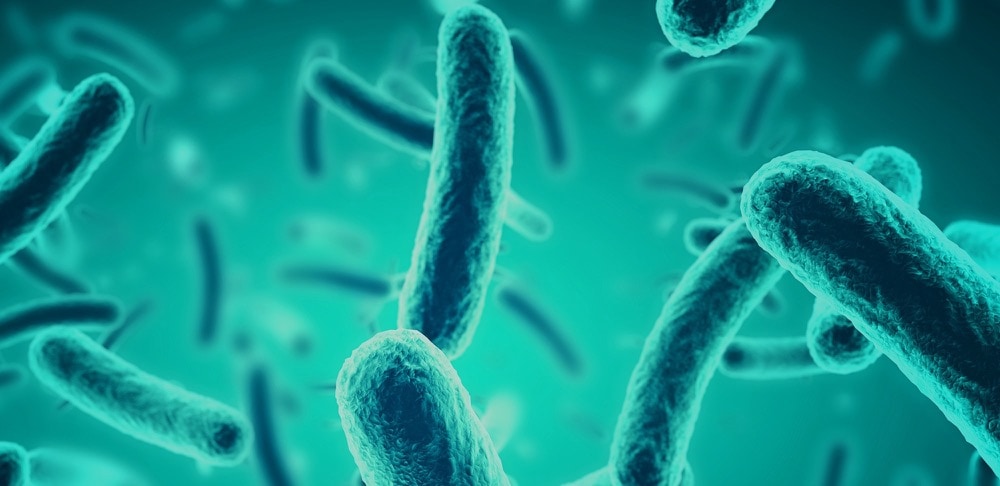 Les bactéries E. coli Gram-négatives en forme de bâtonnet sont représentées.