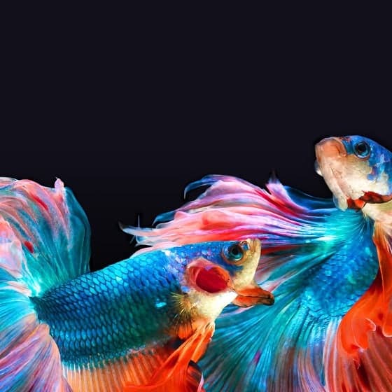 Une photo de deux poissons aux nageoires colorées pour mettre en valeur la couleur de qualité professionnelle de l’écran OLED.